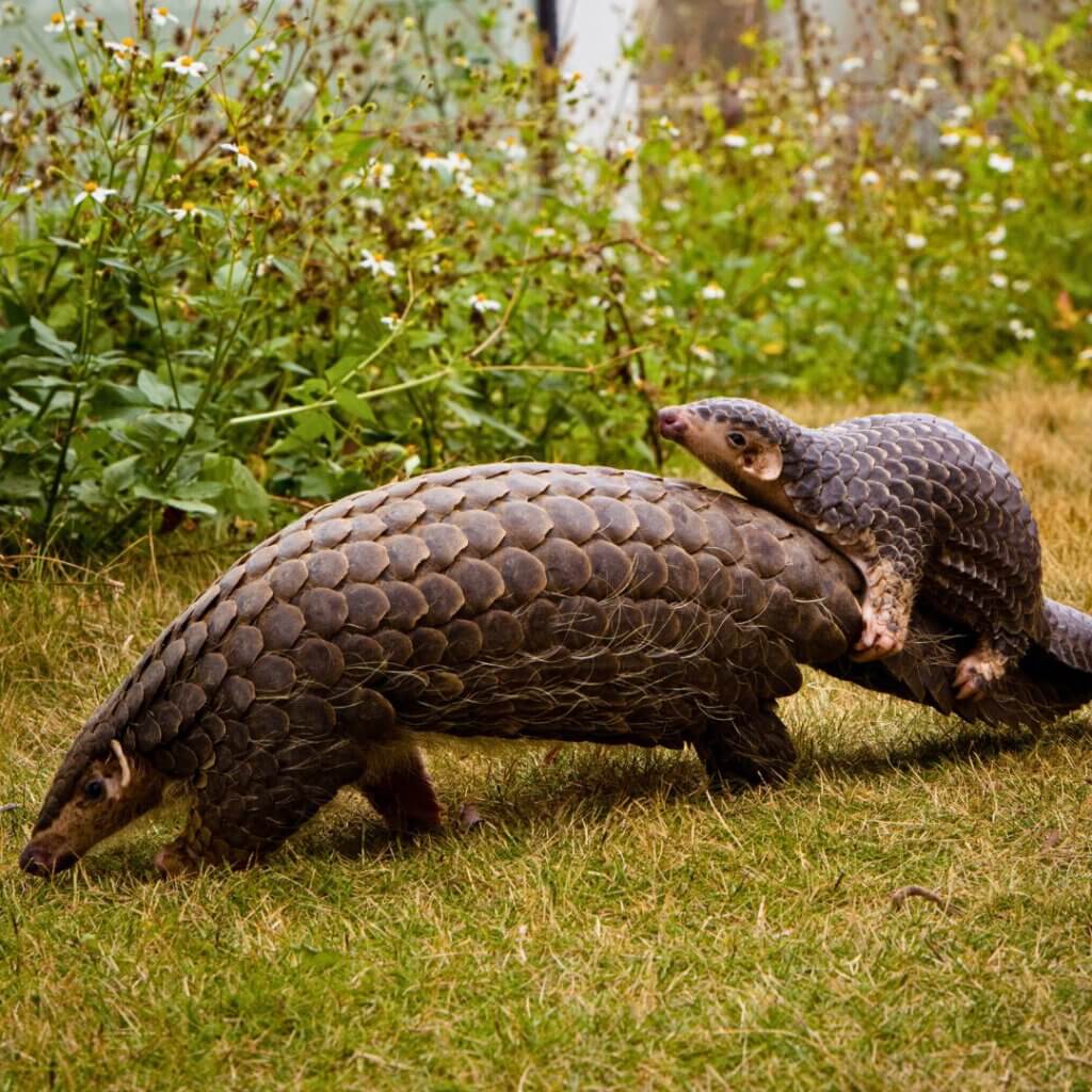 Importance des pangolins